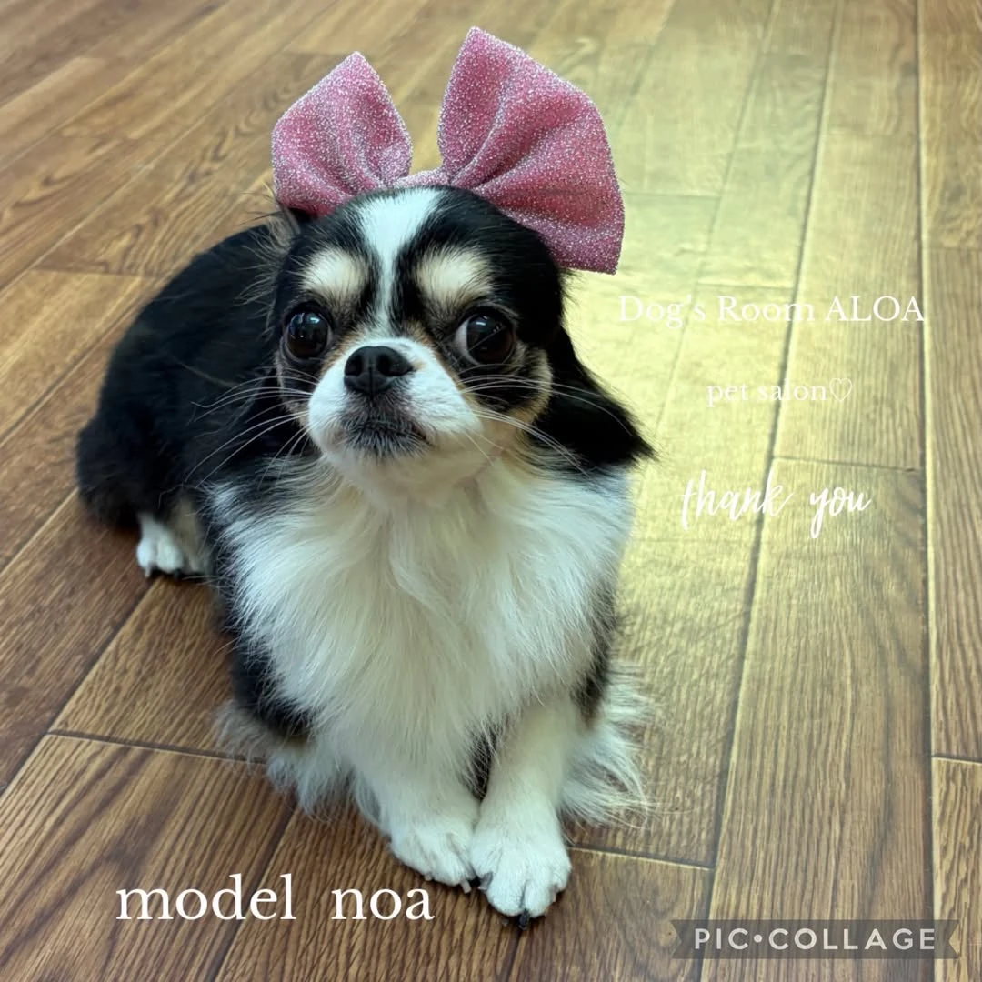 ピンクのリボンをつけたアロアのわんちゃん